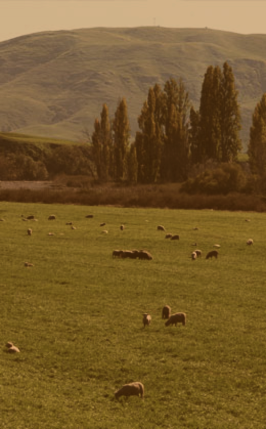 Hormone Free NZ Angus Pure Beef and Lamb | Waipawa Butchery